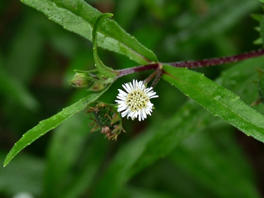 {Eclipta prostrata}